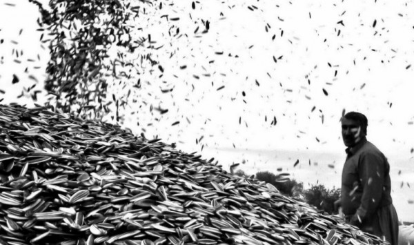  تخمه آفتابگردان سنقری چشم انتظار احداث کارخانه فرآوری محصول