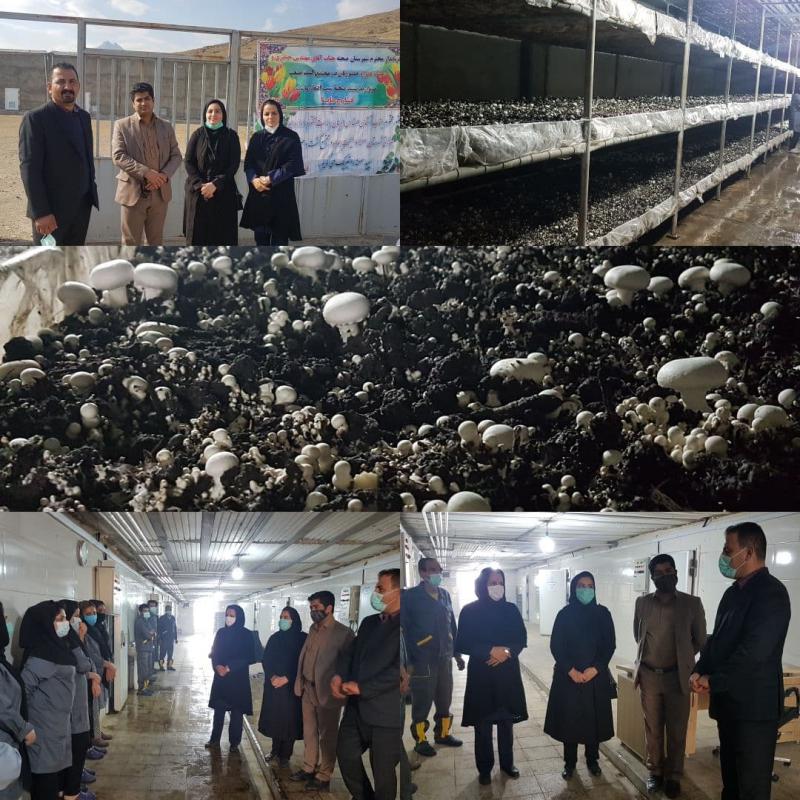 سالانه 420 تن قارچ در مجتمع کشت هایا در صحنه تولید می شود