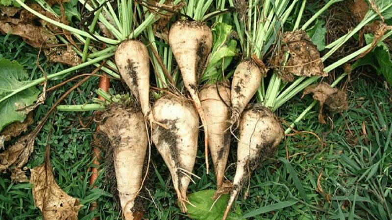 تولید و برداشت133 هزار تن چغندر قند از مزارع شهرستان صحنه 