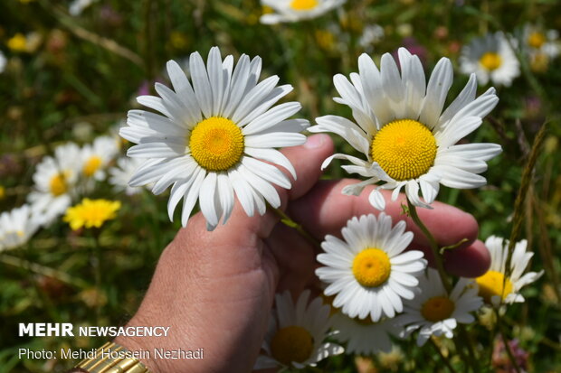 خواص«بابونه» را بشناسیم/ رفع سردرد و ضد التهاب خواص«بابونه» را بشناسیم/ رفع سردرد و ضد التهاب