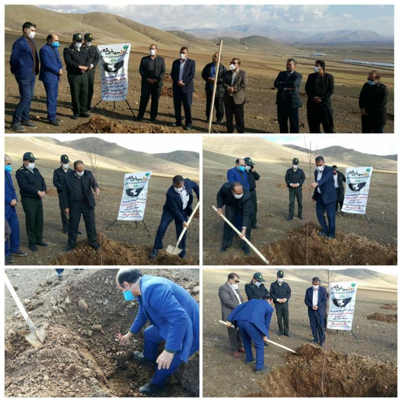 عملیات بیولوژیک درختکاری و تقویت پوشش گیاهی در شهرستان صحنه آغاز شد + عکس
