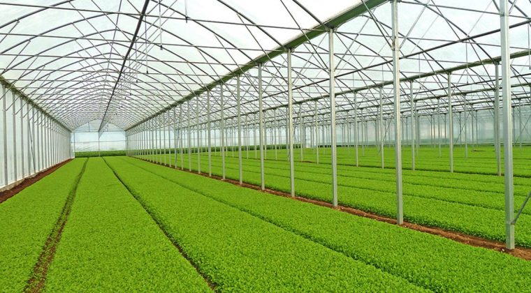 برای احداث گلخانه در صحنه، تسهیلات بلند مدت پرداخت می شود 