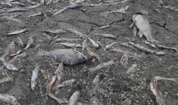  احتمال ورود پساب آلاینده یک واحد صنعتی به رودخانه/ پرونده در مرحله اقدامات حقوقی است