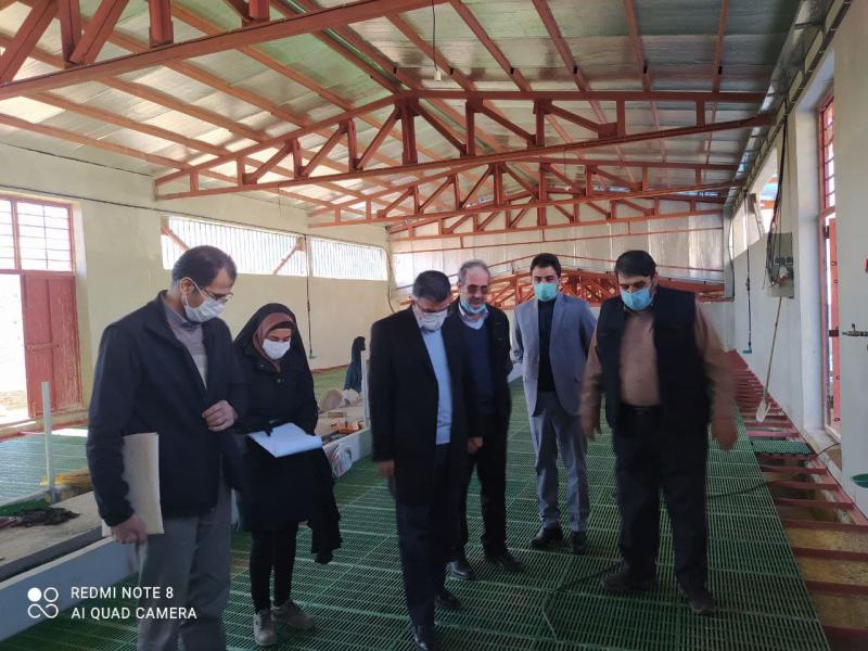فرماندار صحنه از مجتمع  ۱۰۰۰ راسی پروار بندی دام سبک صحنه بازدید کرد + عکس
