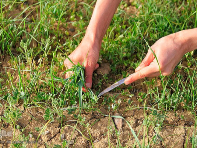 برداشت بی رویه گیاهان دارویی در صحنه ادامه داد