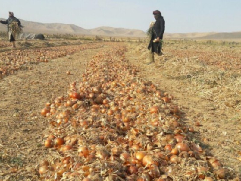 جای خالی تدبیر این بار در کشت پیاز!