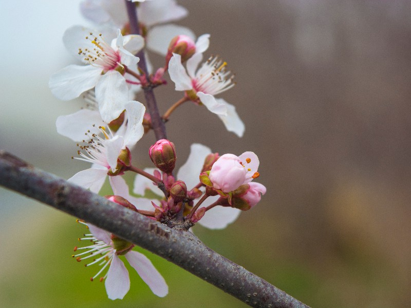 آغاز فصل بهار نوید تغییر فصل و دگرگونی طبیعت را خبر می دهد