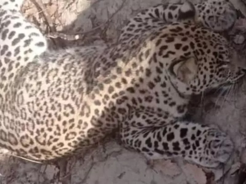 لاشه یک قلاده پلنگ در کلاله کشف شد لاشه یک قلاده پلنگ در کلاله کشف شد