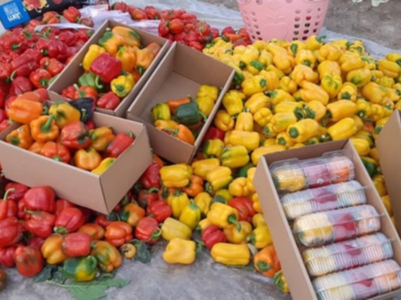 ضررصیفی کاران از ممنوعیت صادرات فلفل به روسیه/دیپلماسی غذایی به کجا رسید؟ ضررصیفی کاران از ممنوعیت صادرات فلفل به روسیه/دیپلماسی غذایی به کجا رسید؟