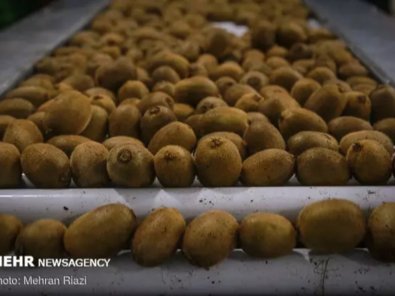 ماجرای عجیب برگشت کیویهای ایرانی ماجرای عجیب برگشت کیویهای ایرانی