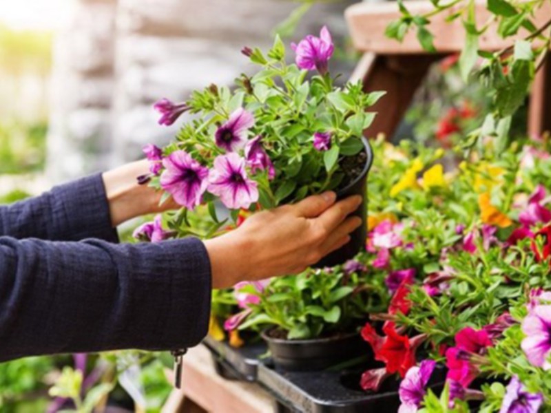 گلفروشی که روی «دیوار» گل میکارد گلفروشی که روی «دیوار» گل میکارد