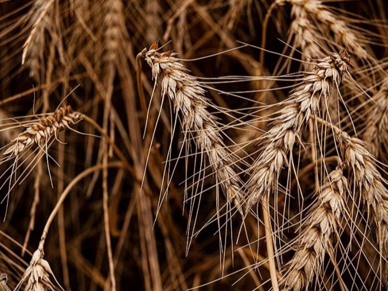 محموله گندمهای وارداتی در حال بررسی است محموله گندمهای وارداتی در حال بررسی است