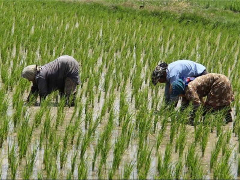 چرا ایران نمی تواند در تولید برنج خودکفا باشد؟ چرا ایران نمی تواند در تولید برنج خودکفا باشد؟