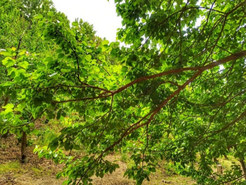 باغات سرسبز و زیبای صحنه در فصل بهار