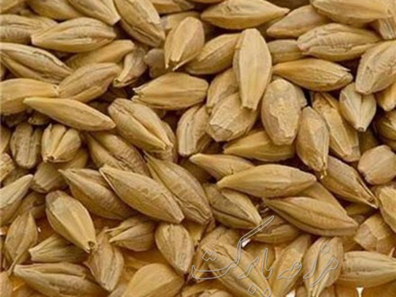 توزیع ۳۱۳۰۰۰ کیلوگرم جو تعزیراتی در بین دامداران کوچک روستایی صحنه