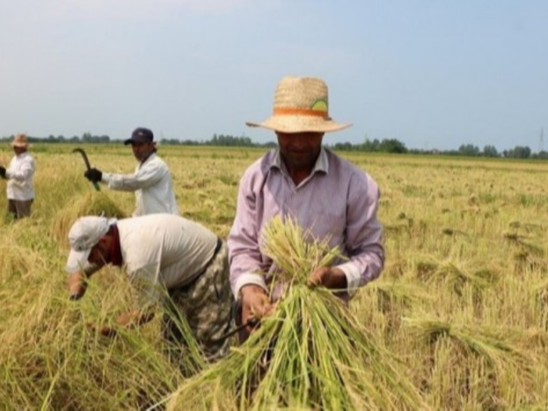 کشاورزان رزمندگان خط مقدم مبارزه با مشکلات اقتصادی/ ثروت سازی در صنعت کشاورزی نیازمند توجه ویژه است