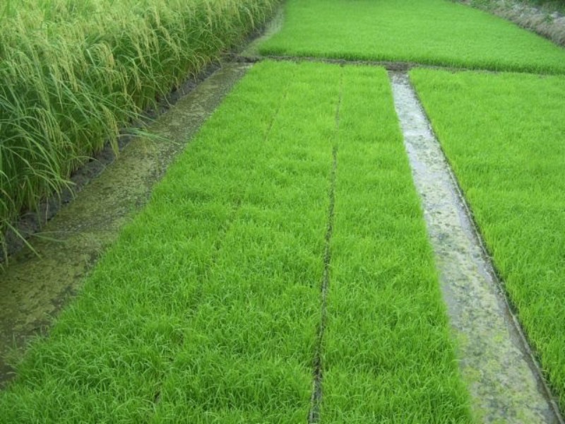 امحای خزانه برنج در شهرستان صحنه