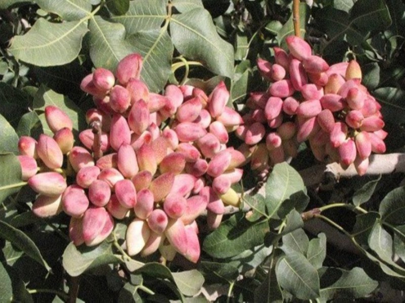 شهرستان صحنه مستعد احداث باغ پسته است شهرستان صحنه مستعد احداث باغ پسته است