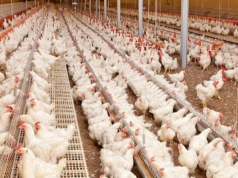 مانعی که مرغداران با آن روبرو شدند/ لزوم مانع زدایی از مسیر تولید