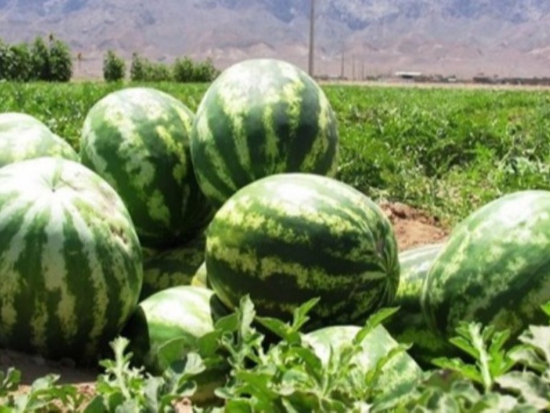 محصولی کشاورزی که تهدید کننده منابع آب است/ کشت محدود هندوانه در کرمانشاه