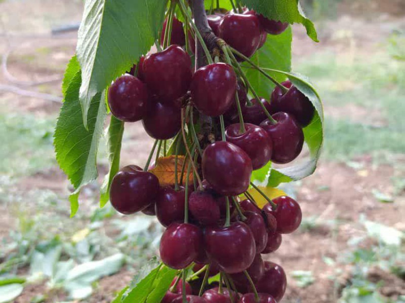طبیعت زیبای روستای سنگ سفید از توابع بخش دینور