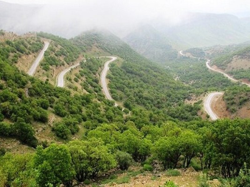 خسارت ۴۰ درصدی خشکسالی به طرح‌های احیا جنگل‌های کرمانشاه در سال۹۹