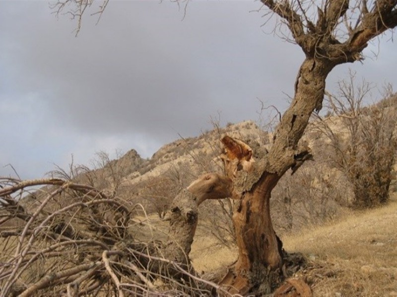 نگذاریم "باغ شهر" کرمانشاه از دست برود