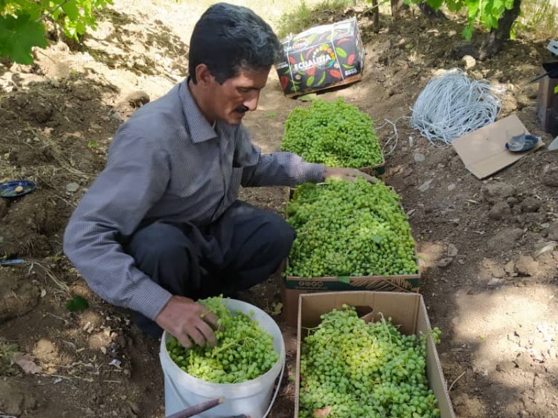 برداشت غوره در روستای سنگ سفید بخش دینور