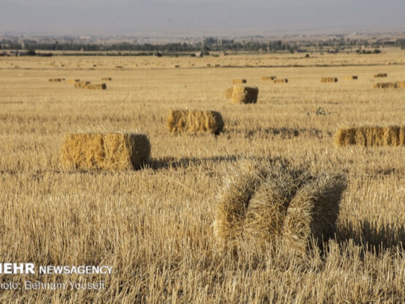 نابودی خودکفایی گندم، از آثار زیان‌بار ارز ۴۲۰۰ تومانی