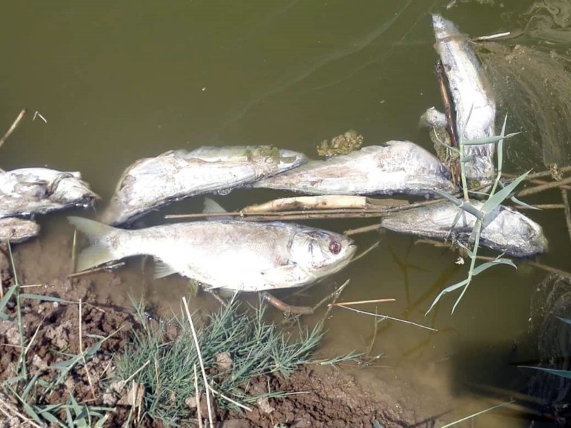 خشکسالی حیات را از ماهی‌ها در رودخانه کنگرشاه شهرستان صحنه گرفت