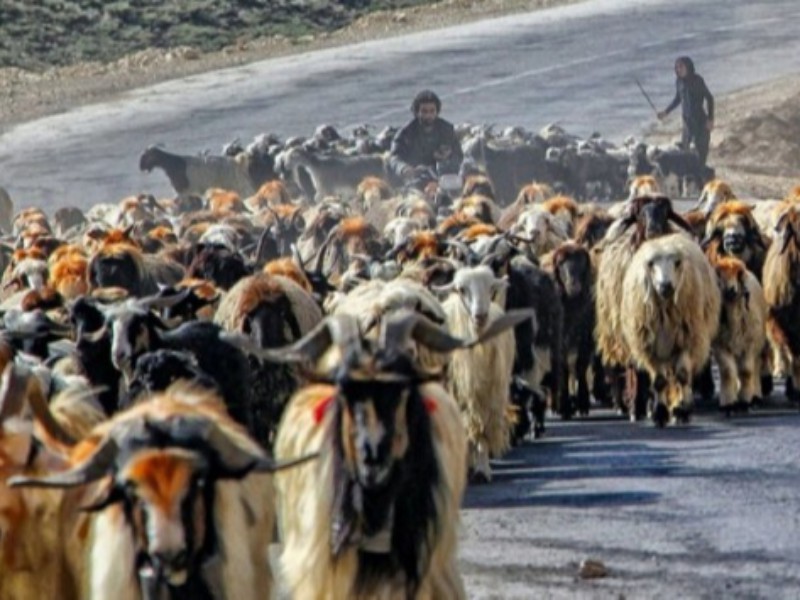 همچنان دامی از عشایر کرمانشاه خریداری نشده است/ وعده های سرخرمن به عشایر
