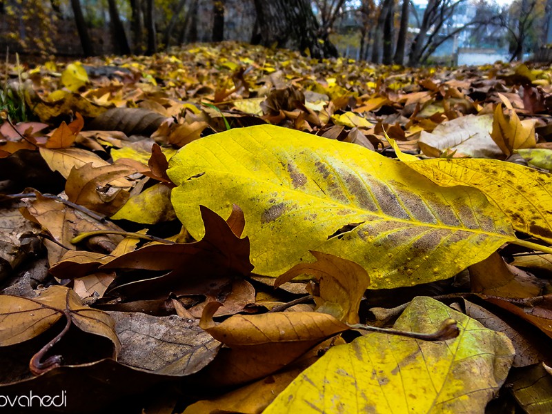 تصاویر بسیار زیبا و با کیفیت از مناطق مختلف شهرستان صحنه در فصل پاییز