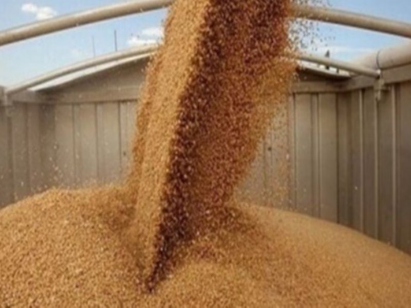 ایران برای خرید 180 هزار تن گندم در مناقصه بینالمللی شرکت کرد ایران برای خرید 180 هزار تن گندم در مناقصه بینالمللی شرکت کرد