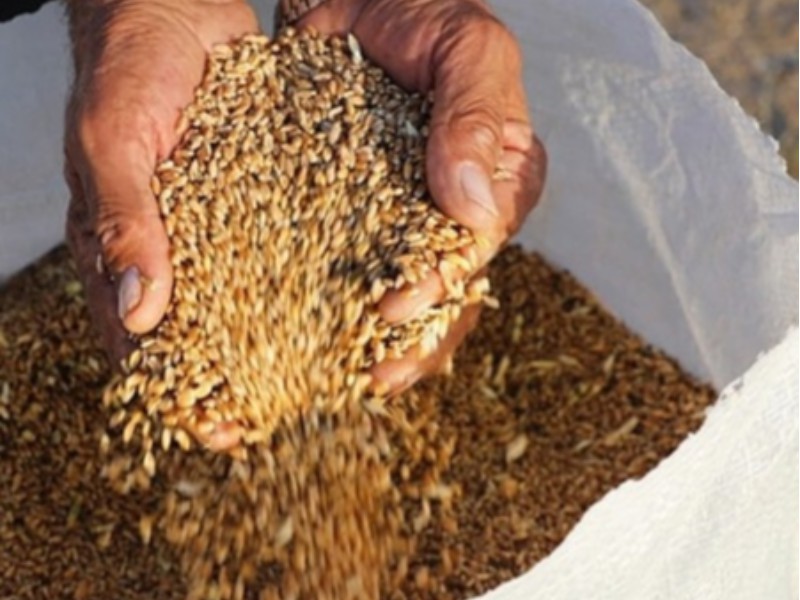 قیمت خرید تضمینی گندم تعیین شد