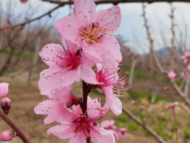 طبیعت بهاری باغشهر صحنه