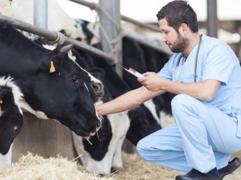 دامداران در برابر تب برفکی هوشیار باشند