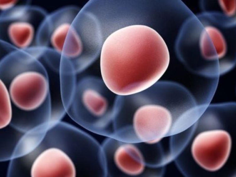 لزوم تقویت بانک اطلاعاتی HLA انتقال خون