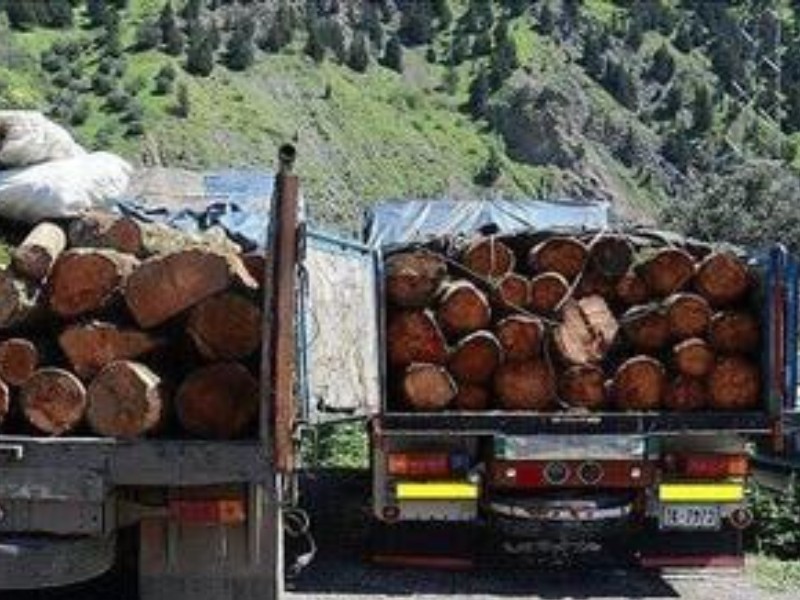کشف 12 تن چوب قاچاق در صحنه