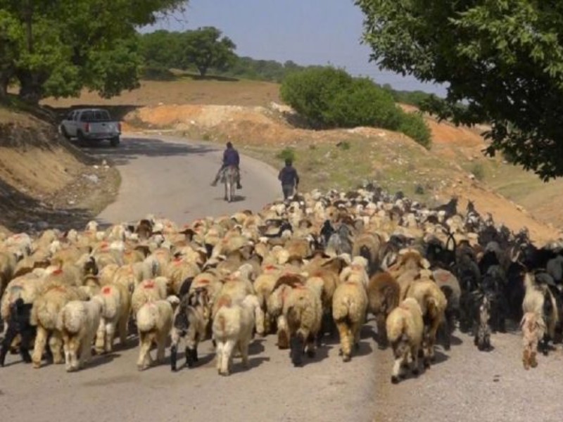 ضرورت هویت‌گذاری دام‌ها برای جلوگیری از قاچاق