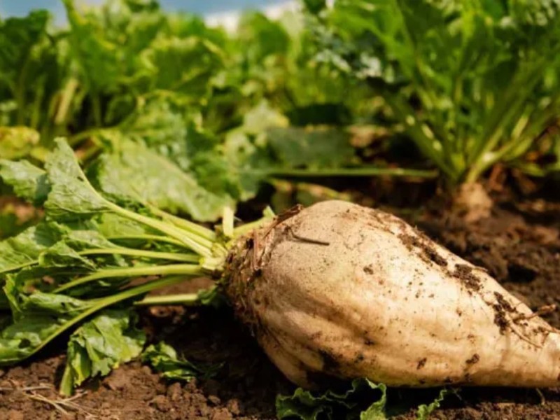 کشاورزان بدون قرارداد چغندرقند پائیزه کشت نکنند کشاورزان بدون قرارداد چغندرقند پائیزه کشت نکنند