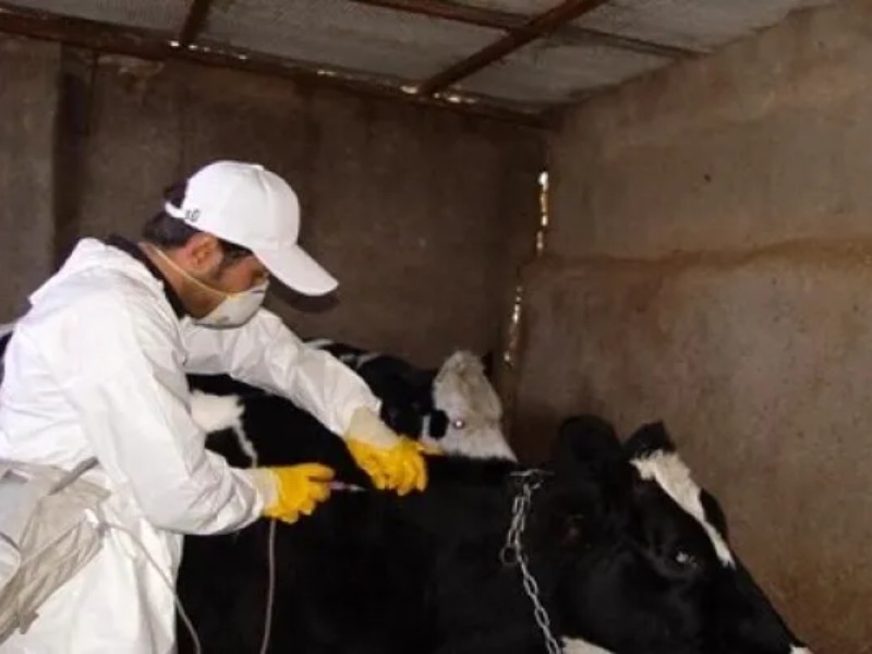 واکسیناسیون رایگان دامهای سنگین کرمانشاه آغاز شد واکسیناسیون رایگان دامهای سنگین کرمانشاه آغاز شد