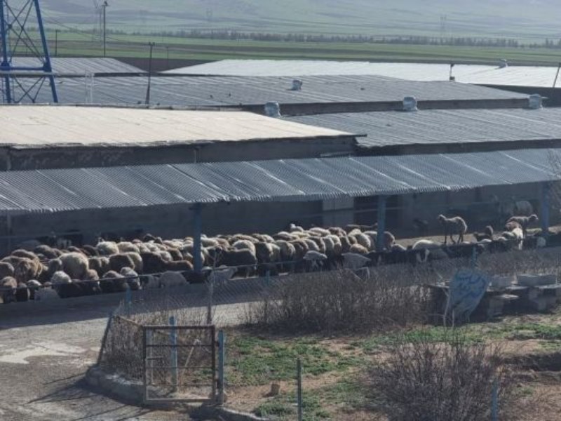 راهاندازی بزرگترین مرکز پرورش میش در کرمانشاه راهاندازی بزرگترین مرکز پرورش میش در کرمانشاه