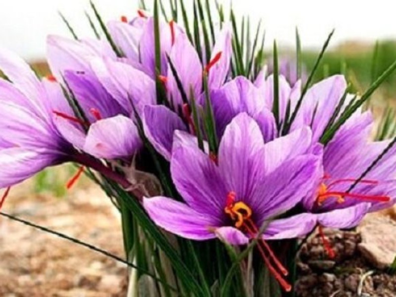 برداشت ۲۴۰ کیلوگرم زعفران از مزارع کنگاور برداشت ۲۴۰ کیلوگرم زعفران از مزارع کنگاور