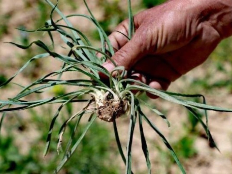 گیاهان معجزه‌آسای بهاری