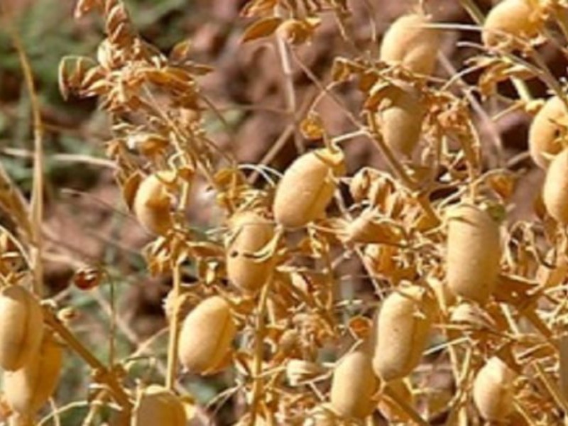 کل بذر نخود کشور در کرمانشاه تولید میشود کل بذر نخود کشور در کرمانشاه تولید میشود